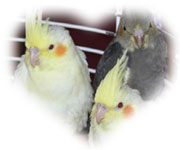 Bébés cockatiels