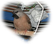 Diamant à bavette sur sa balançoire