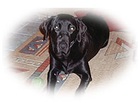 Obsevation au centre du salon