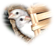 Petit couple de pinsons de société