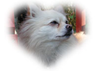 ou le nez dans la vent