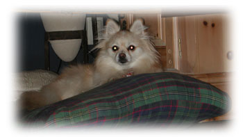 Gardiennage de luxe pour chiens