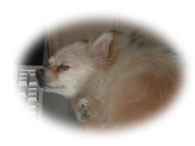 Quoi de mieux qu'une sieste pour trouver des ides pour le site Internet